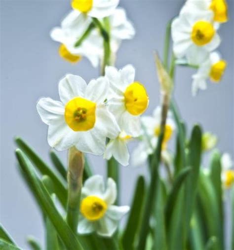 水仙花寓意|水仙花的象征意义与寓意（以水仙花为主题）